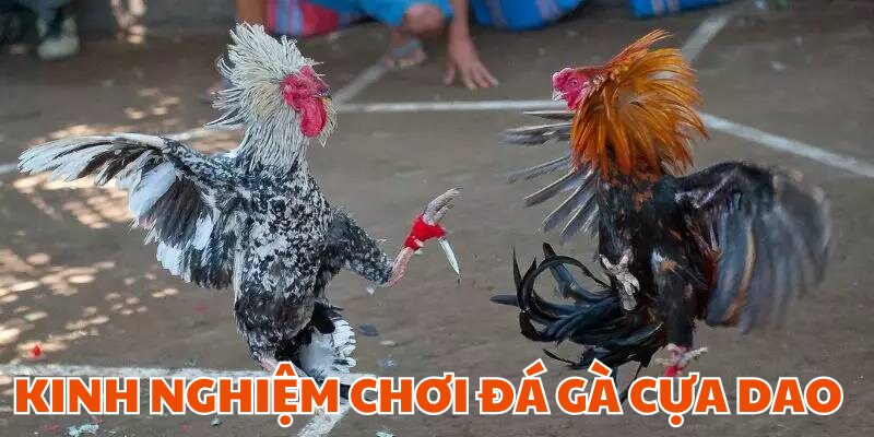 Mách bạn bí kíp chơi đá gà cựa dao cực đỉnh