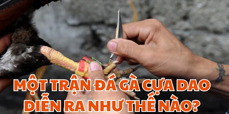 Quy luật tổ chức ra 1 trận đá gà